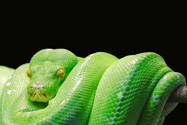 Comment utiliser Python pour l'analyse de données